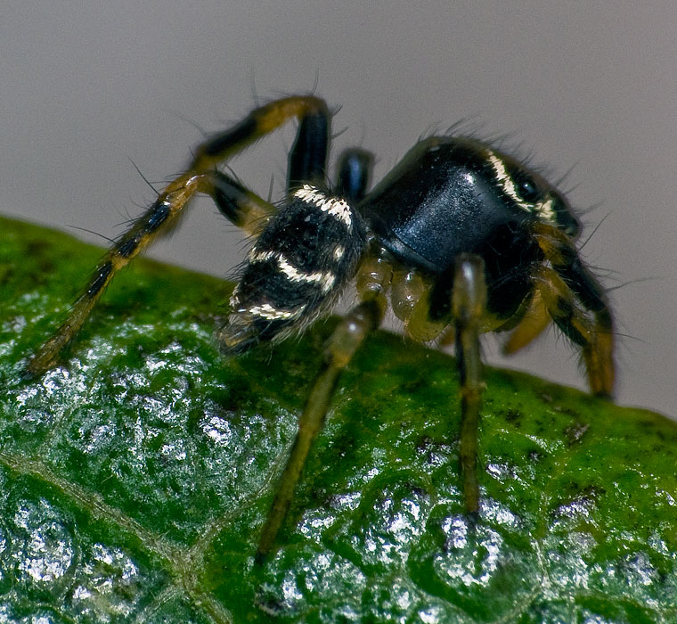 Zenodorus durvillei