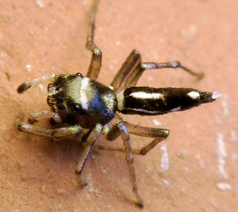 Cosmophasis thalassina