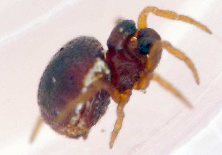 Phoroncidia sp