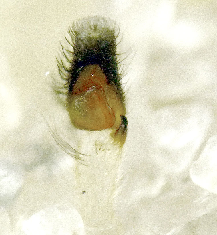 Cosmophasis thalassina