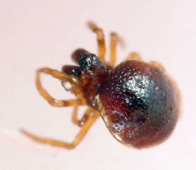 Phoroncidia sp