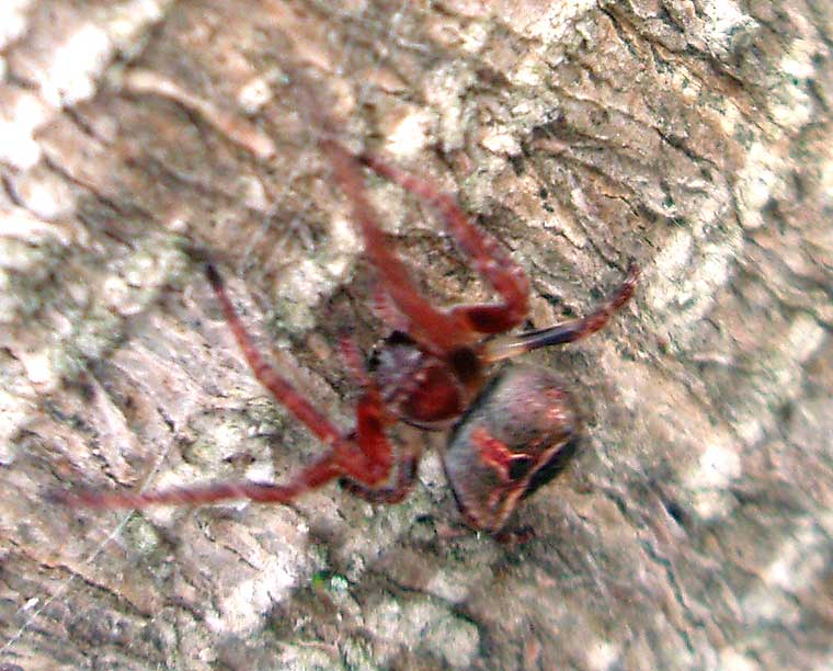 Araneus arenaceus