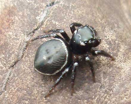 Salticid