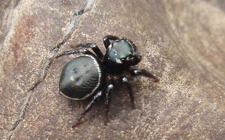 Spider > Salticidae > Zenodorus orbiculatus (Salticid Ant Eater)