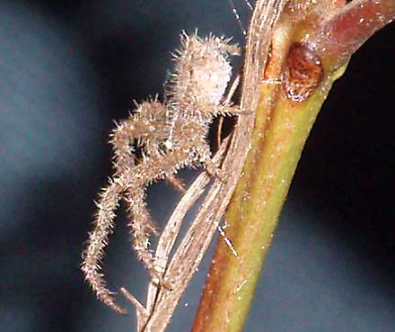 Hairy Crab Spider