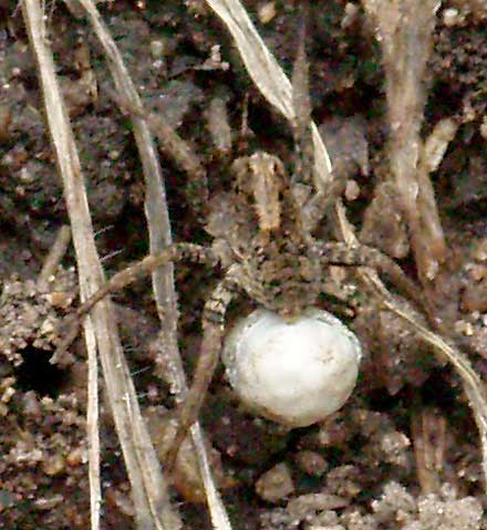 Wolf Spider