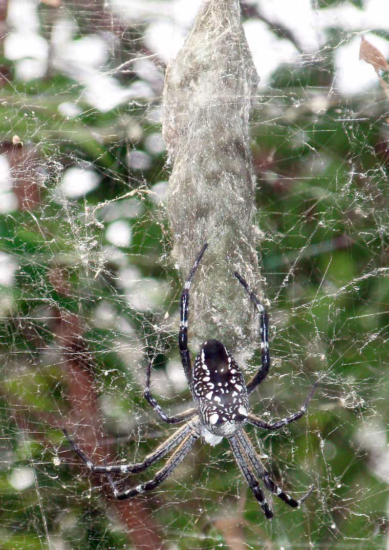 Cyrtophora moluccensis