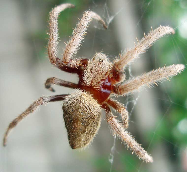 Eriophora transmarina Garden Orb Weaver