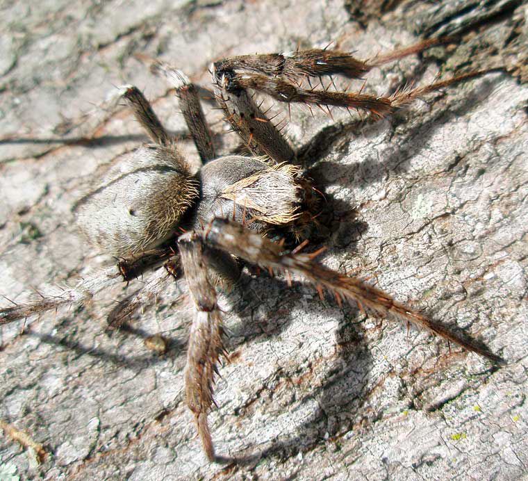 Eriophora transmarina Garden Orb Weaver