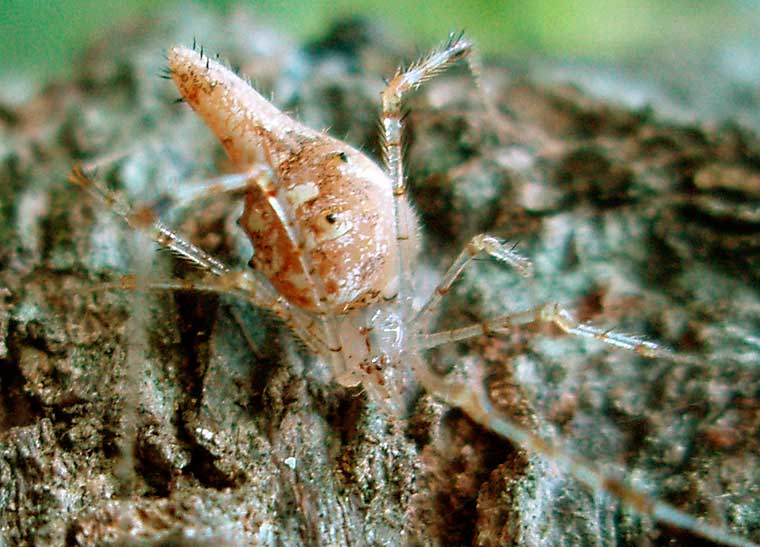 Cyclosa sp