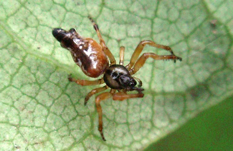 Cyclosa sp