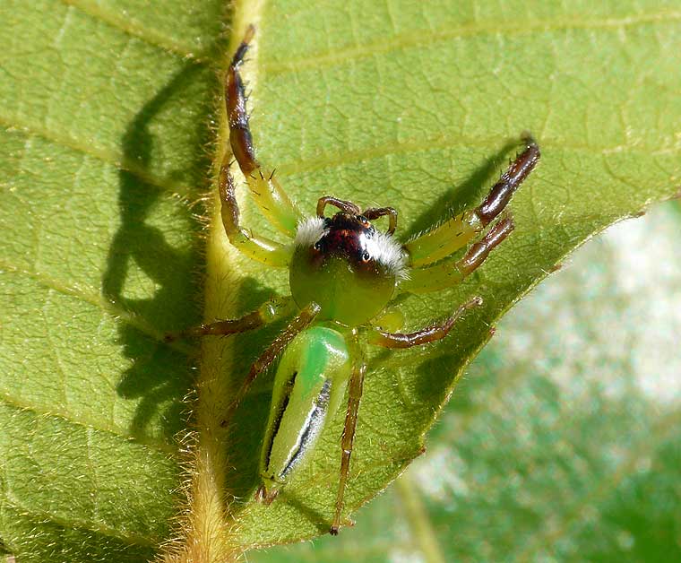 Mopsus mormon Northern Green Jumping Spider