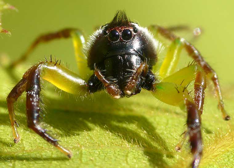 Mopsus mormon Northern Green Jumping Spider