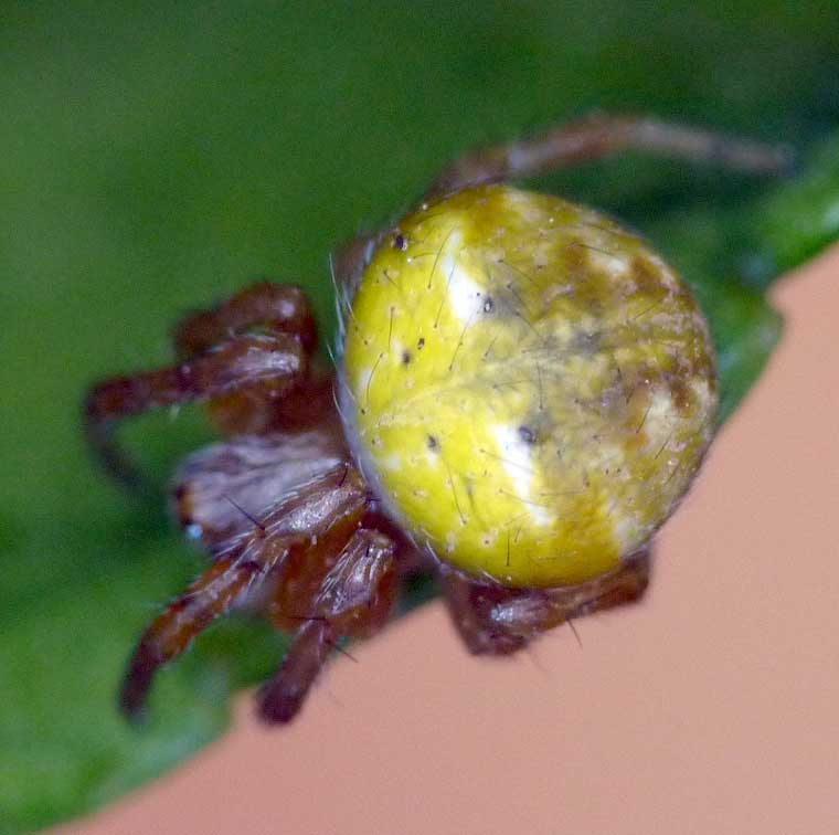 Araneus albotriangulus