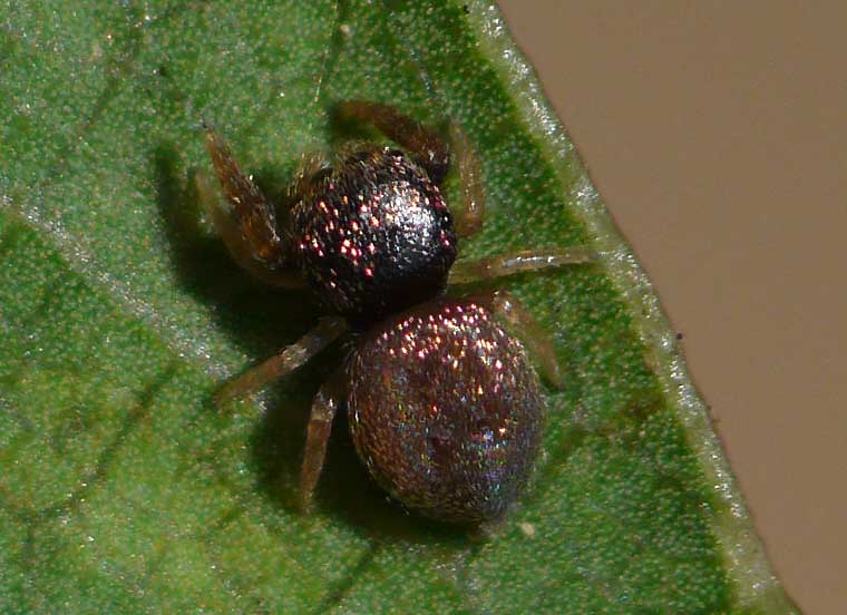 Simaethula sp