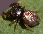 Simaethula sp