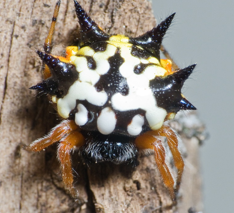 Austracantha minax Myall Park Botanic Gardens, Glenmorgan, Western Downs, Queensland 21 -22 Jan 2012 