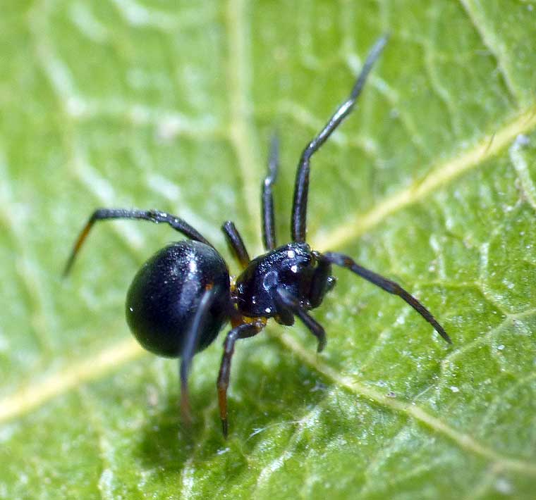 Theridiidae > Hadrotarsinae