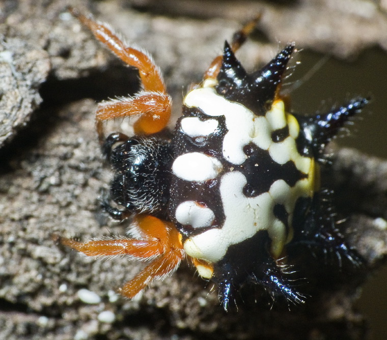 Austracantha minax Myall Park Botanic Gardens, Glenmorgan, Western Downs, Queensland 21 -22 Jan 2012 