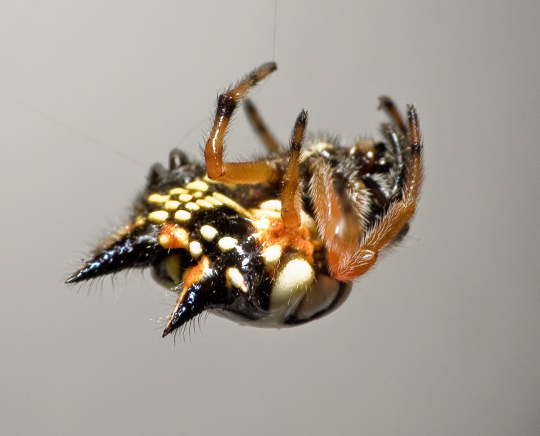 Austracantha minax Myall Park Botanic Gardens, Glenmorgan, Western Downs, Queensland 21 -22 Jan 2012 