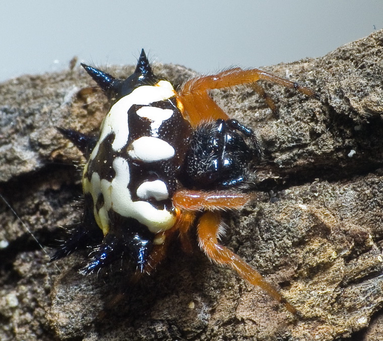 Austracantha minax Myall Park Botanic Gardens, Glenmorgan, Western Downs, Queensland 21 -22 Jan 2012 