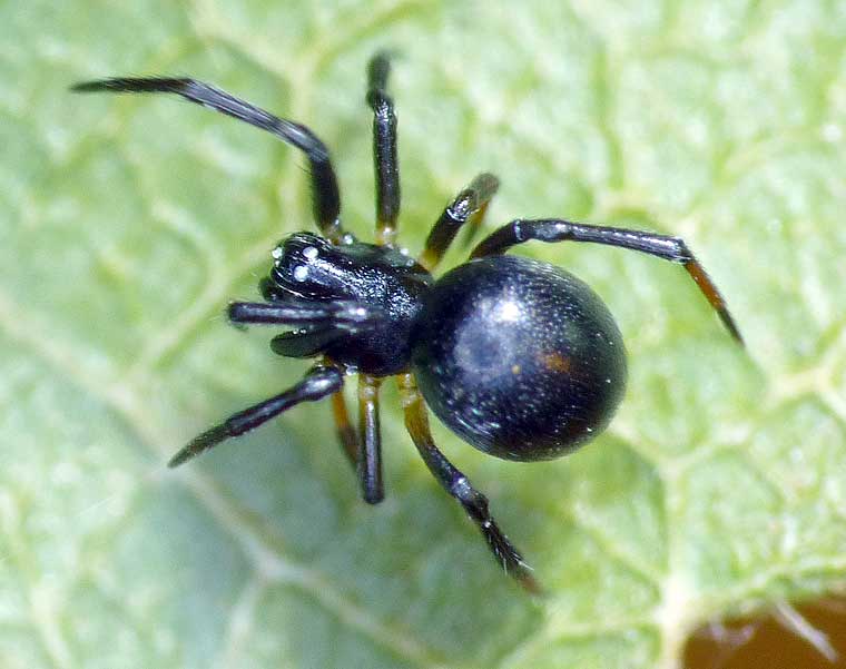 Theridiidae > Hadrotarsinae