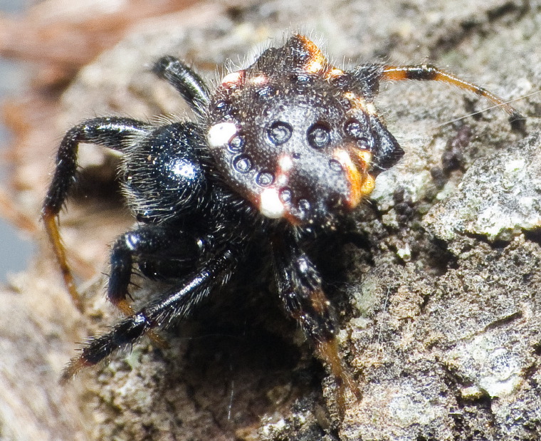 Austracantha minax Myall Park Botanic Gardens, Glenmorgan, Western Downs, Queensland 21 -22 Jan 2012 