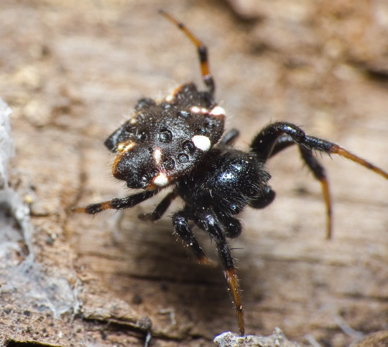 Austracantha minax Myall Park Botanic Gardens, Glenmorgan, Western Downs, Queensland 21 -22 Jan 2012 