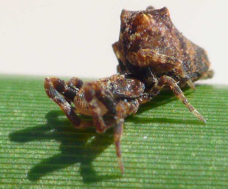 Uloborus barbipes 