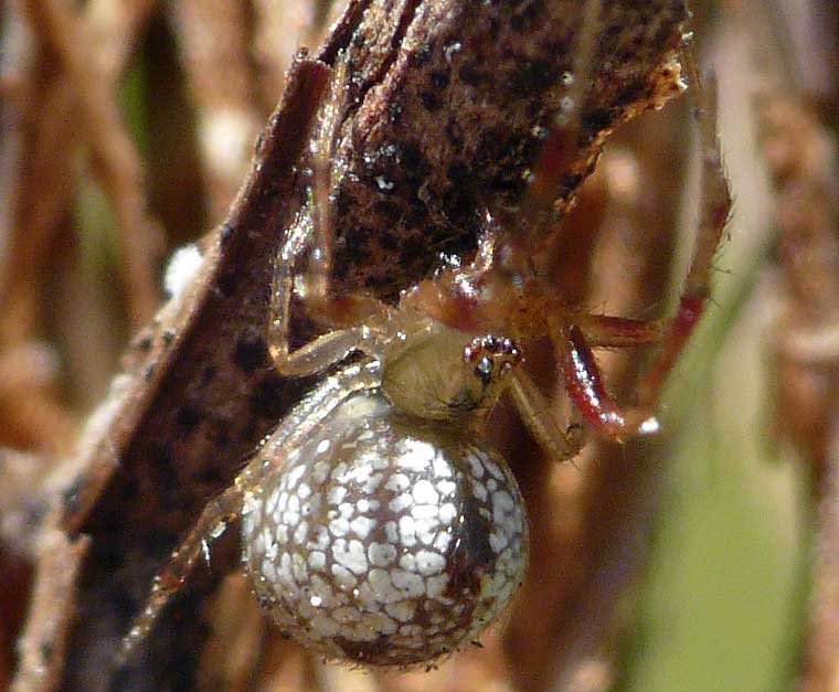 Achaearanea sp