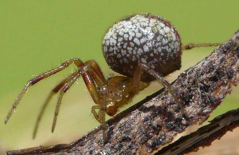 Achaearanea sp