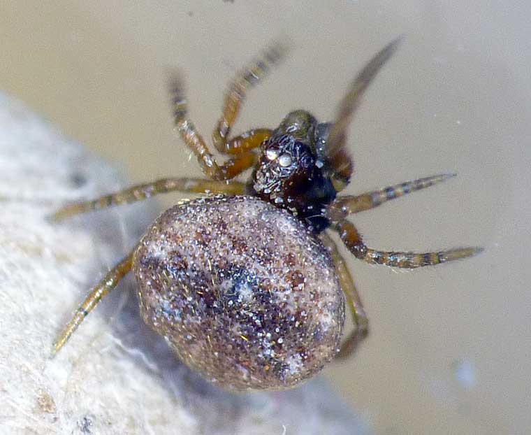 Theridiidae > Hadrotarsinae