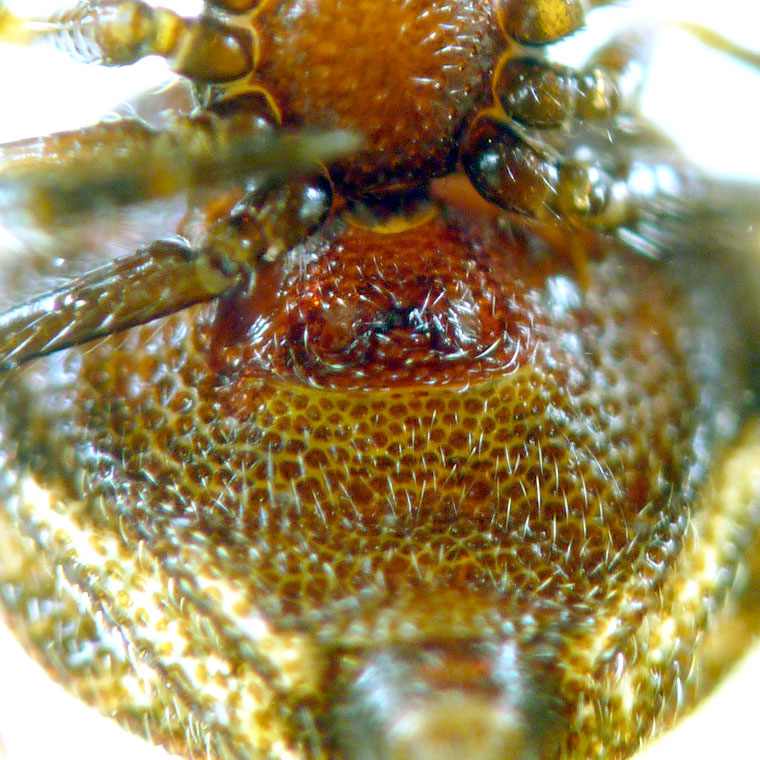 Theridiidae > Hadrotarsinae > Atkinsonia