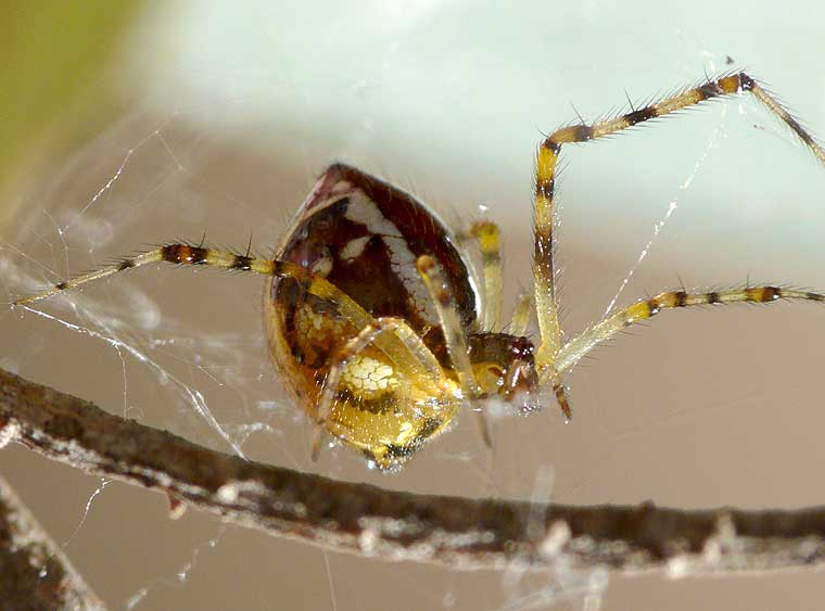 Theridion pyramidale