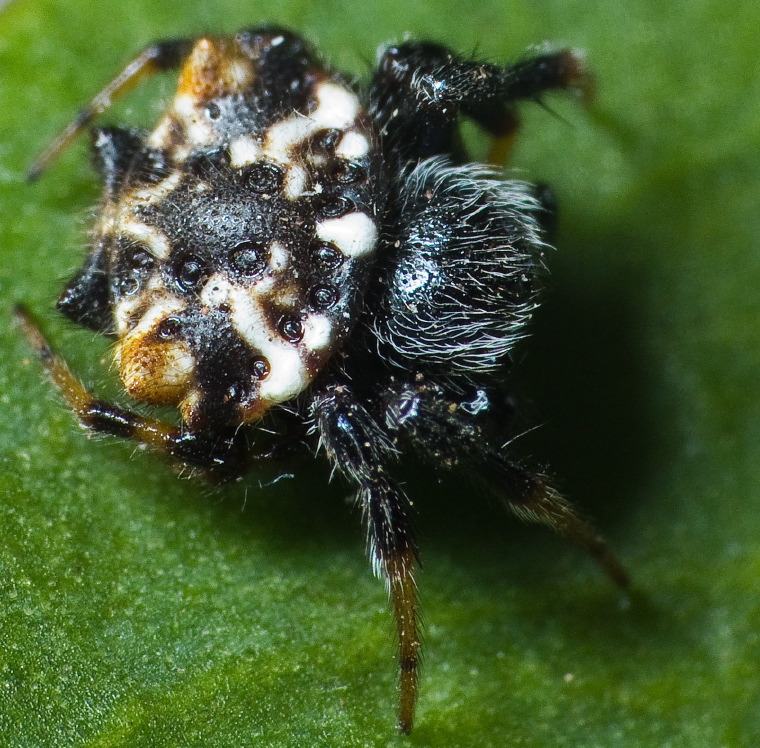 Austracantha minax Myall Park Botanic Gardens, Glenmorgan, Western Downs, Queensland 21 -22 Jan 2012 