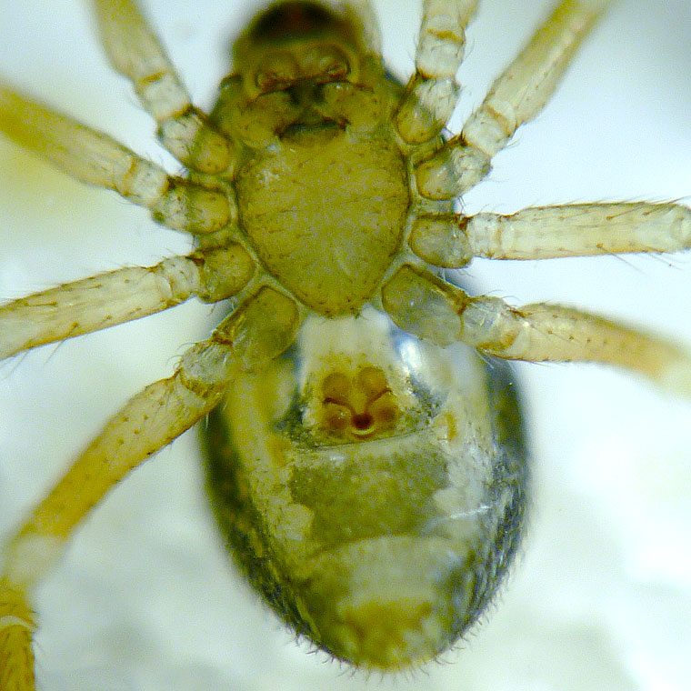 Theridiidae > Hadrotarsinae > Phycosoma