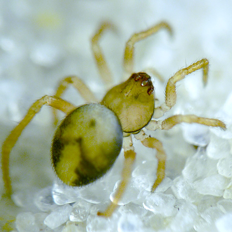 Theridiidae > Hadrotarsinae > Phycosoma