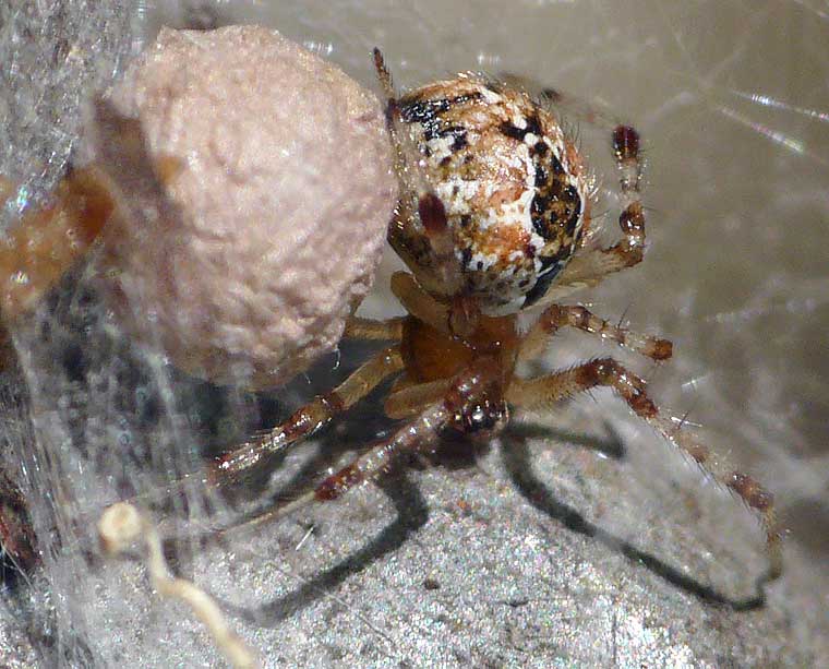 Theridiidae sp