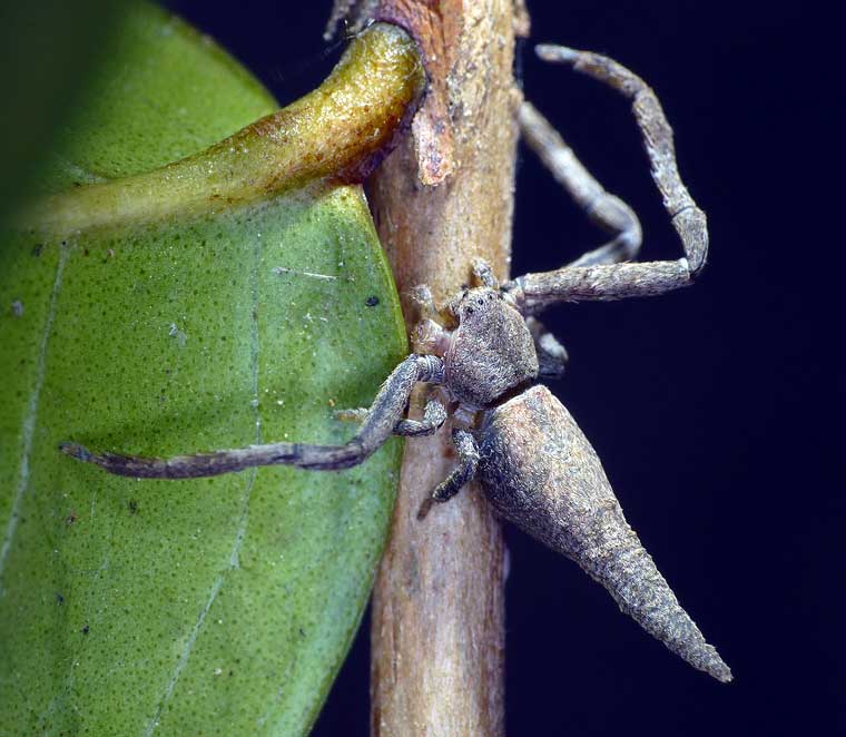 Sidymella sp