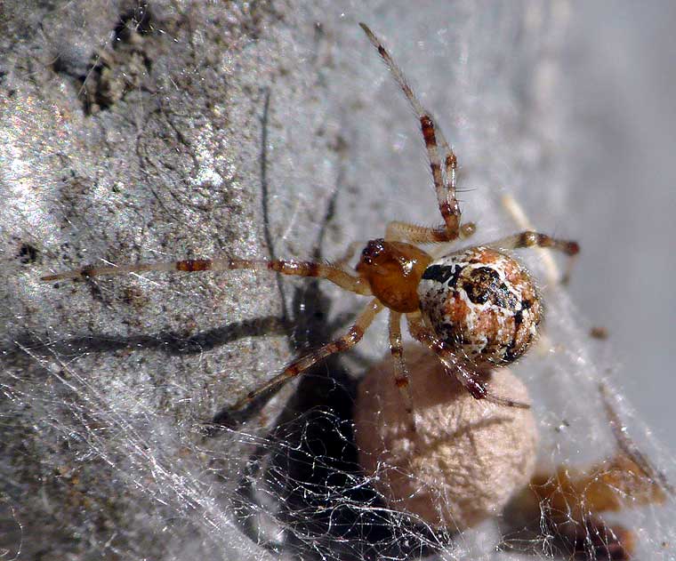 Theridiidae sp