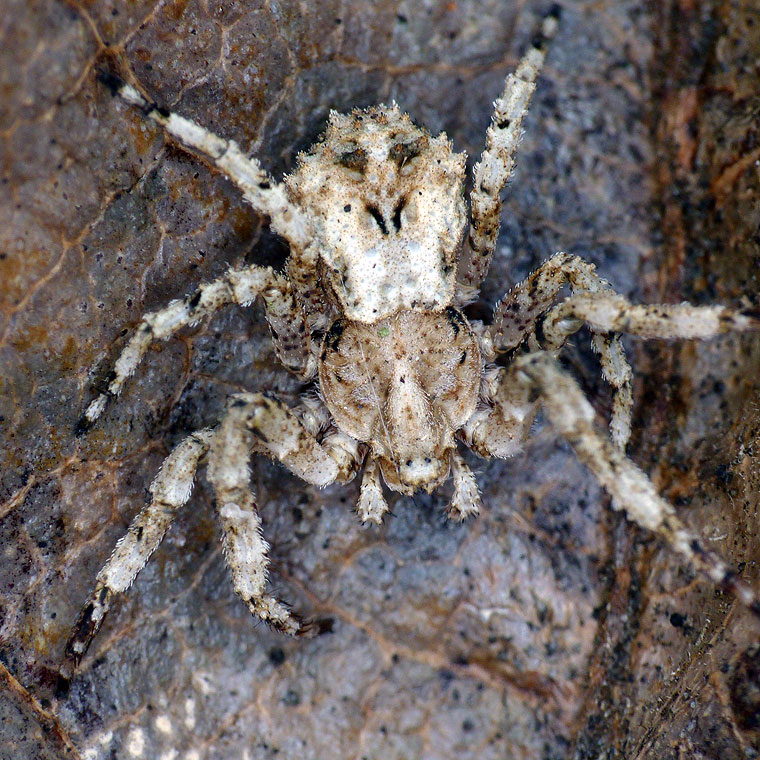 Stephanopis pustulosa