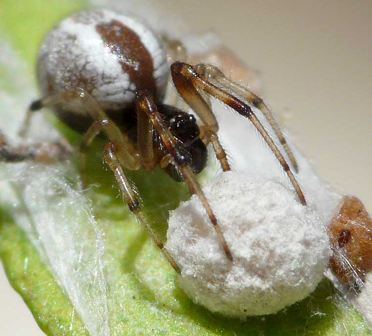 Theridiidae sp