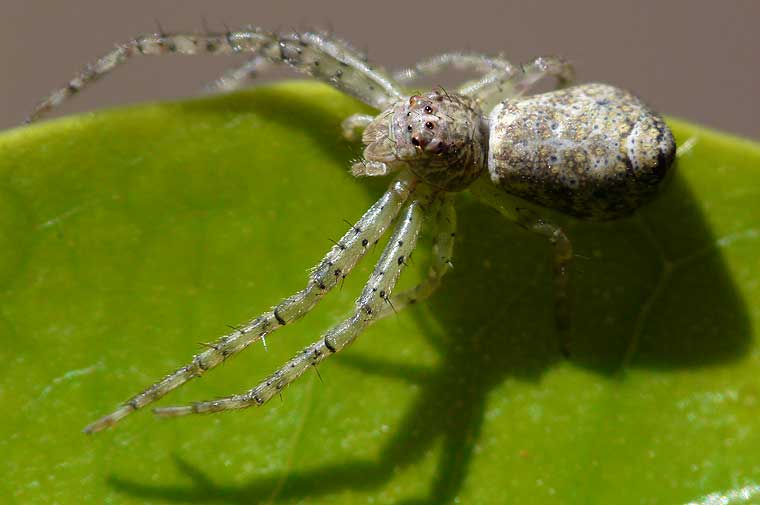 Tmarus sp