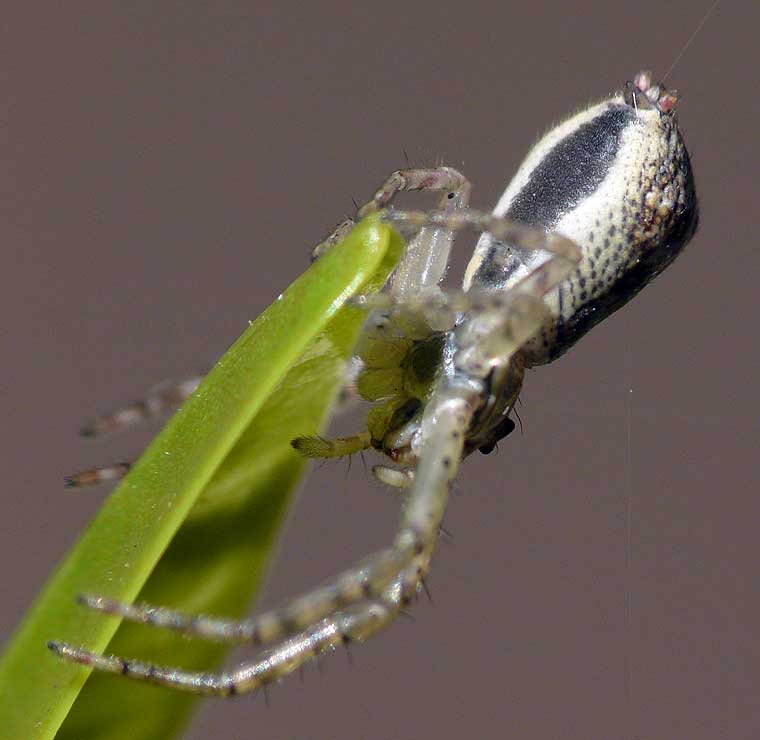 Tmarus sp