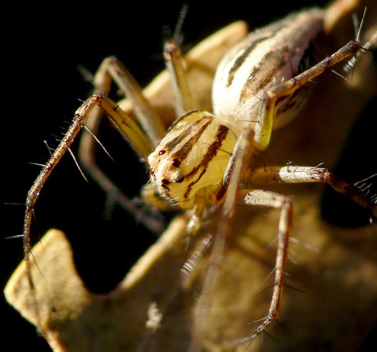 Oxyopes elegans