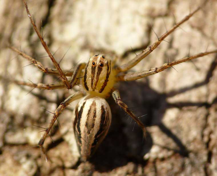 Oxyopes elegans