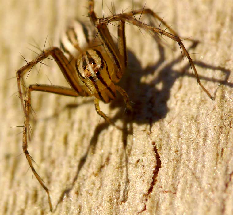 Oxyopes elegans