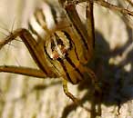 Oxyopes elegans