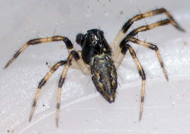 Euryopis elegans or related species