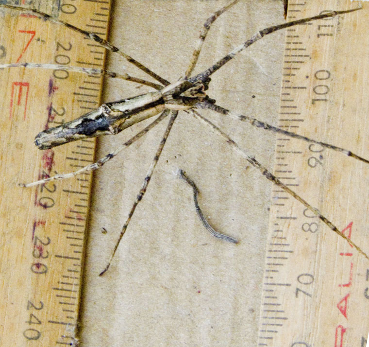 Deinopis subrufa